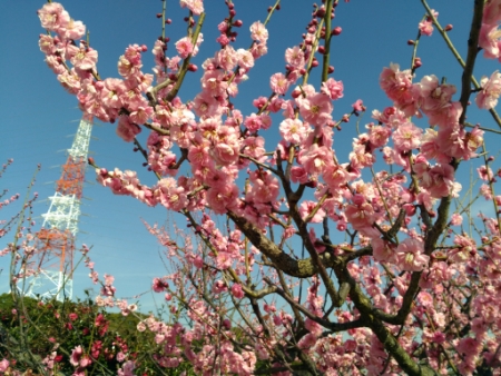 佐布里池梅林公園